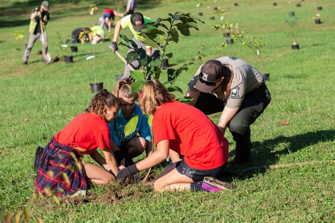 BP-Tree-Planting