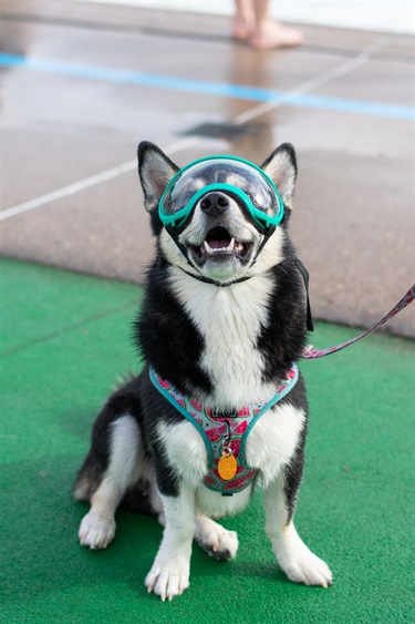 Pooches in the Pool