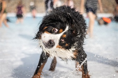 Pooches in the Pool