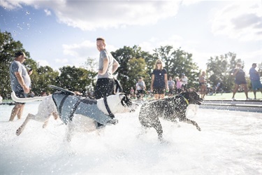 Pooches in the Pool