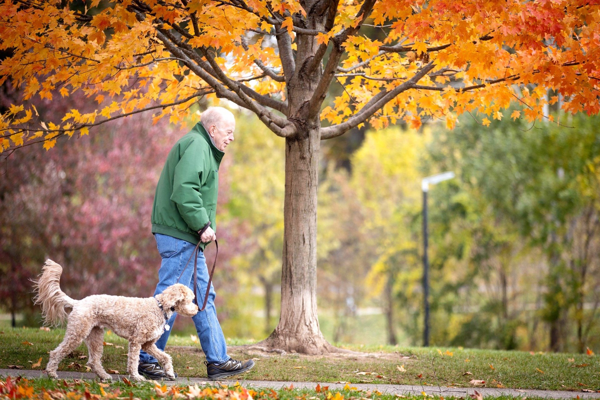 Man walking his dog in the fall foliage