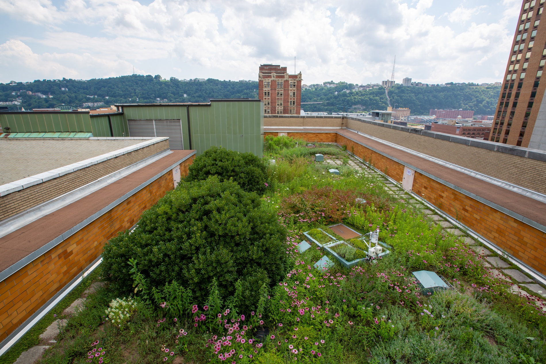 Sustainability Green Roof